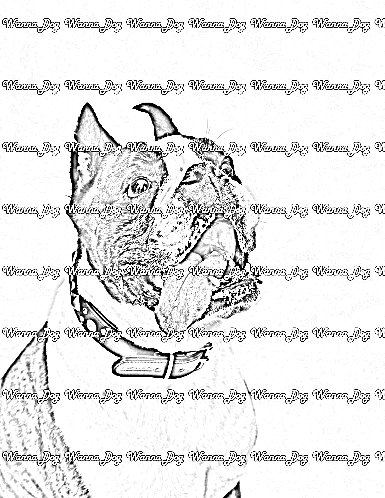 Boxer Coloring Pages of a Boxer smiling with their tongue hanging out
