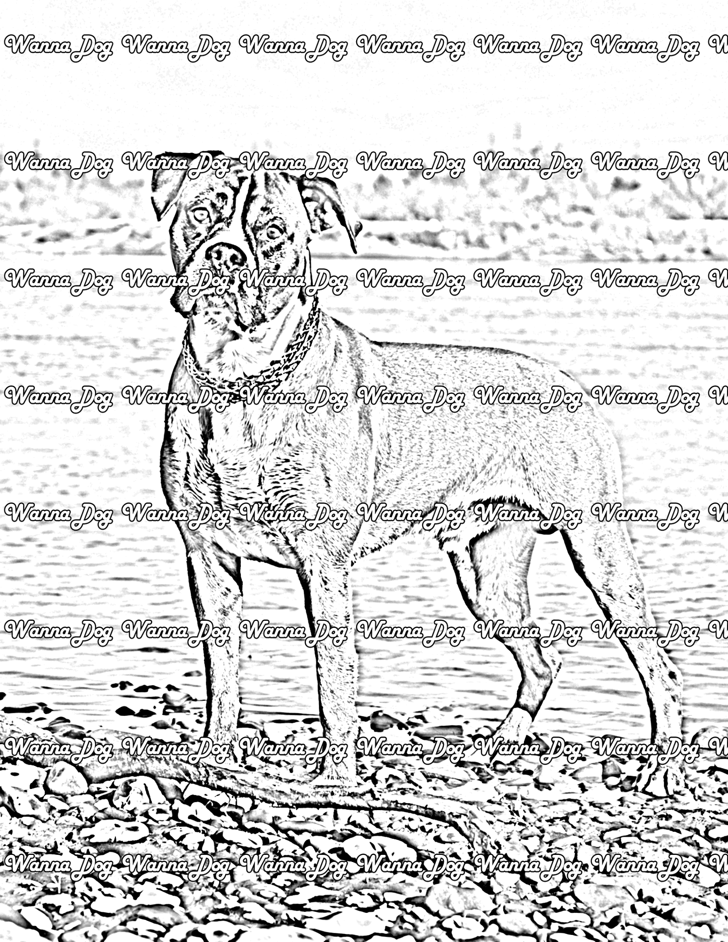 Boxer Coloring Pages of a Boxer standing near water outside