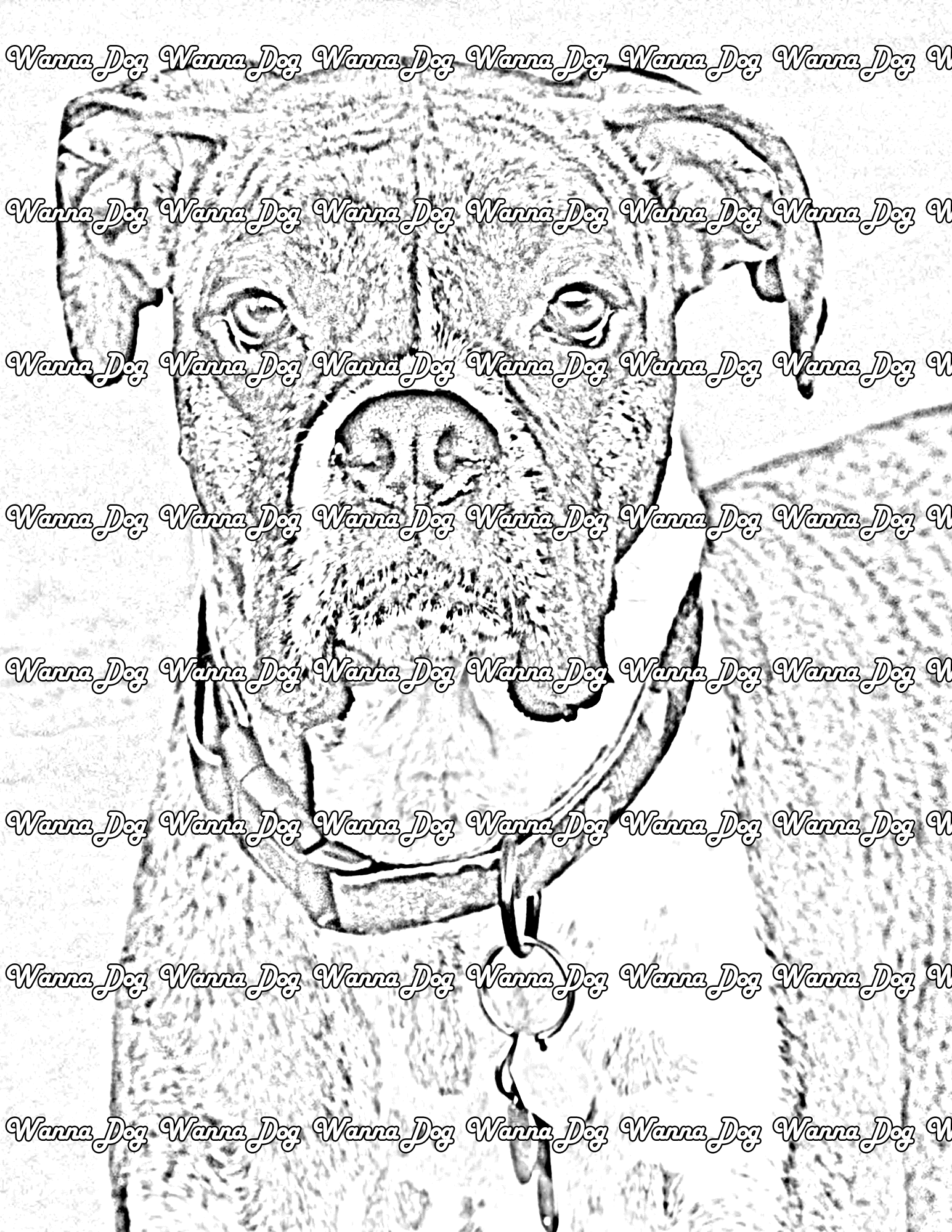 Boxer Coloring Pages of a Boxer looking into the camera