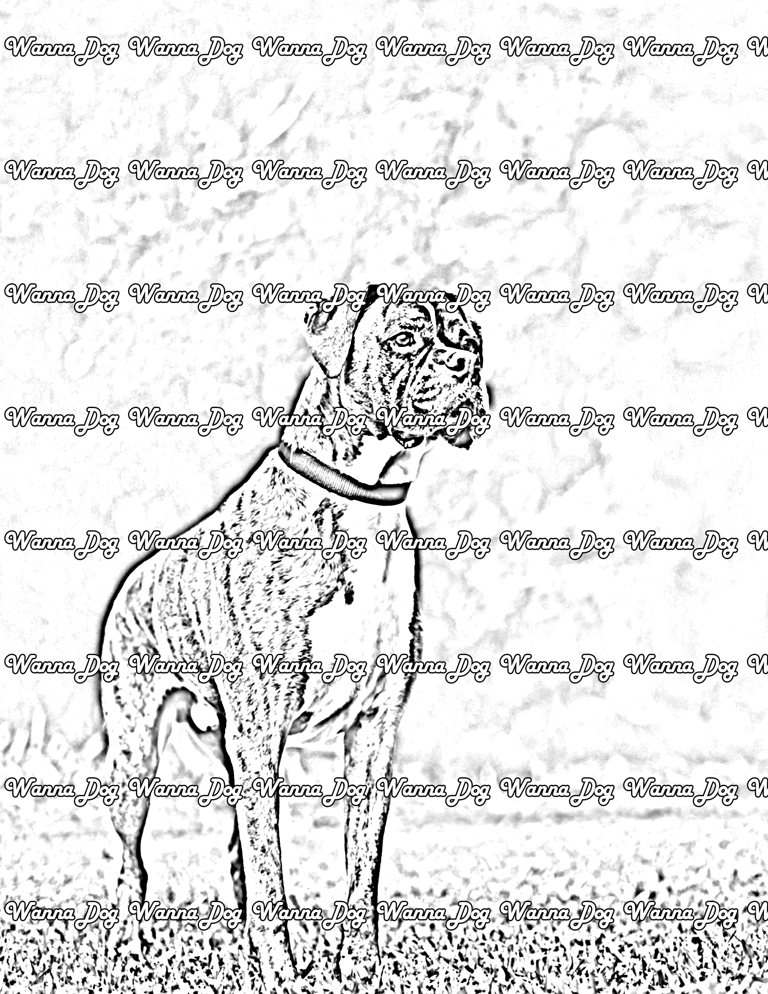 Boxer Coloring Pages of a Boxer outside standing on the grass