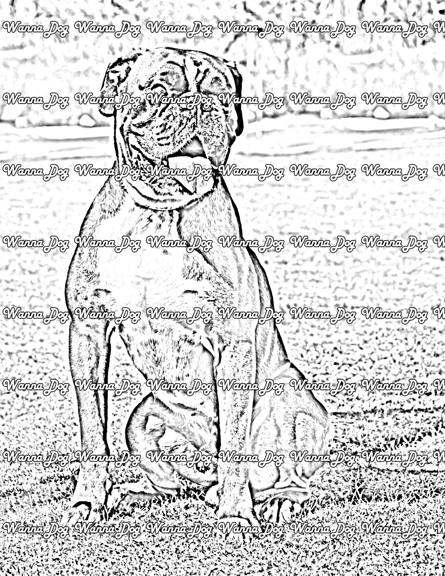 Boxer Coloring Pages of a Boxer sitting in grass
