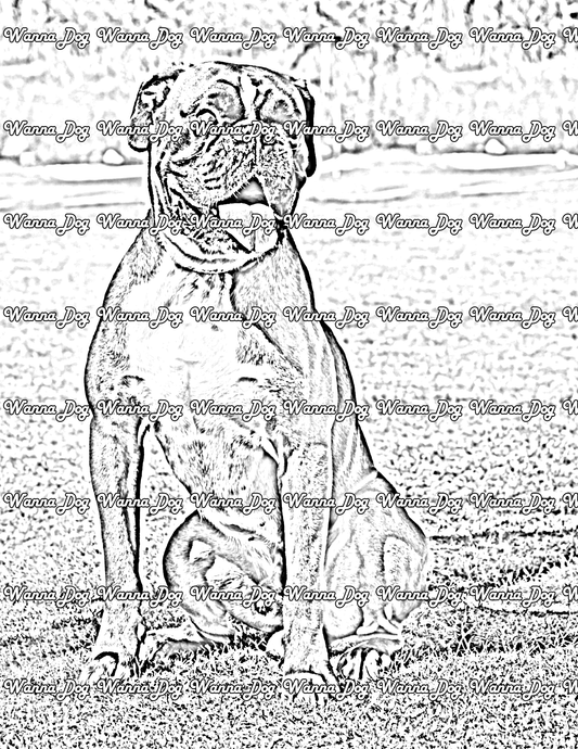 Boxer Coloring Pages of a Boxer sitting in grass