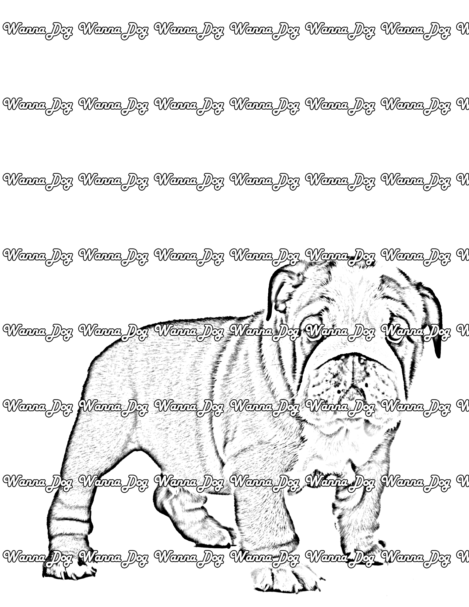 Bulldog Puppy Coloring Page of a Bulldog Puppy standing