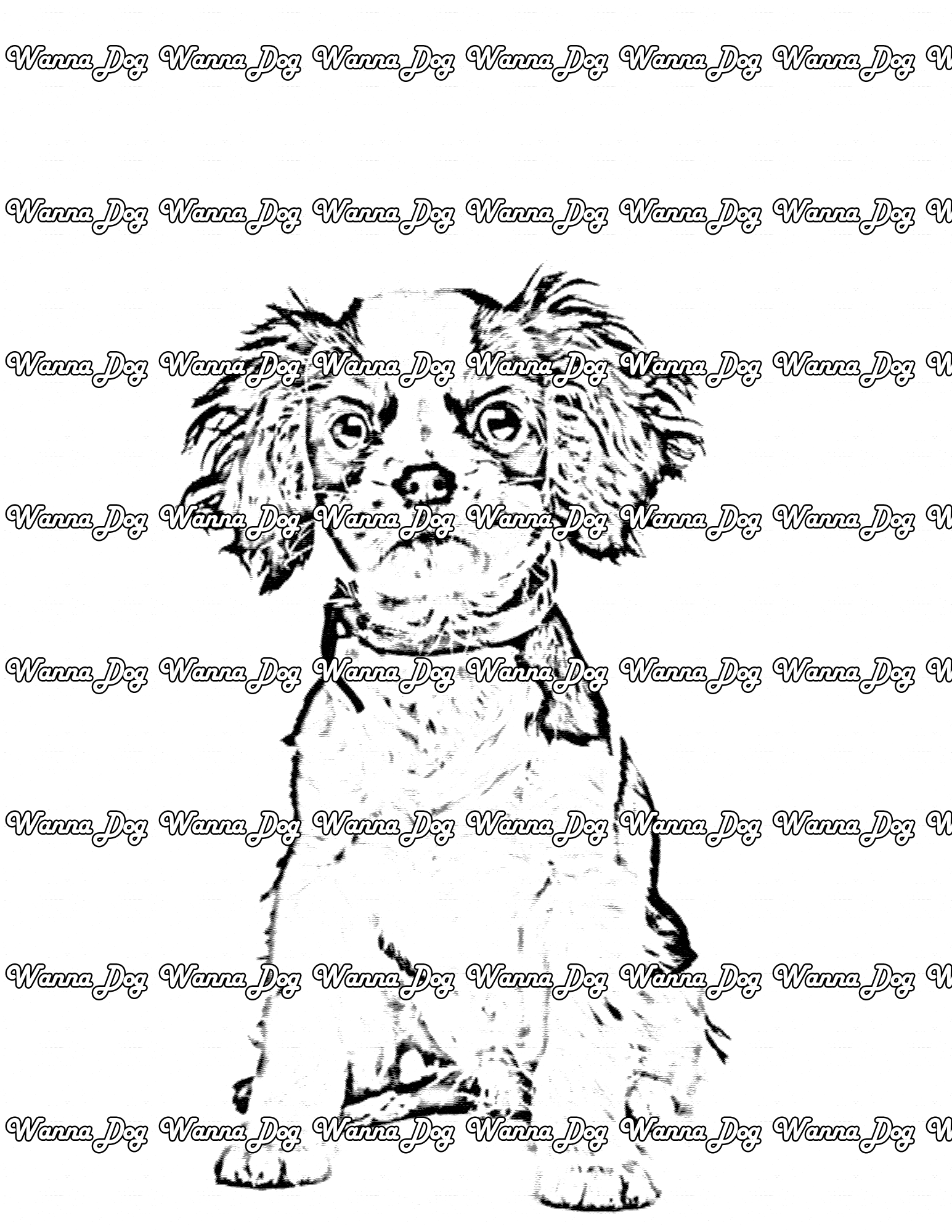 Cavalier King Charles Spaniel Coloring Page of a Cavalier King Charles Spaniel sitting
