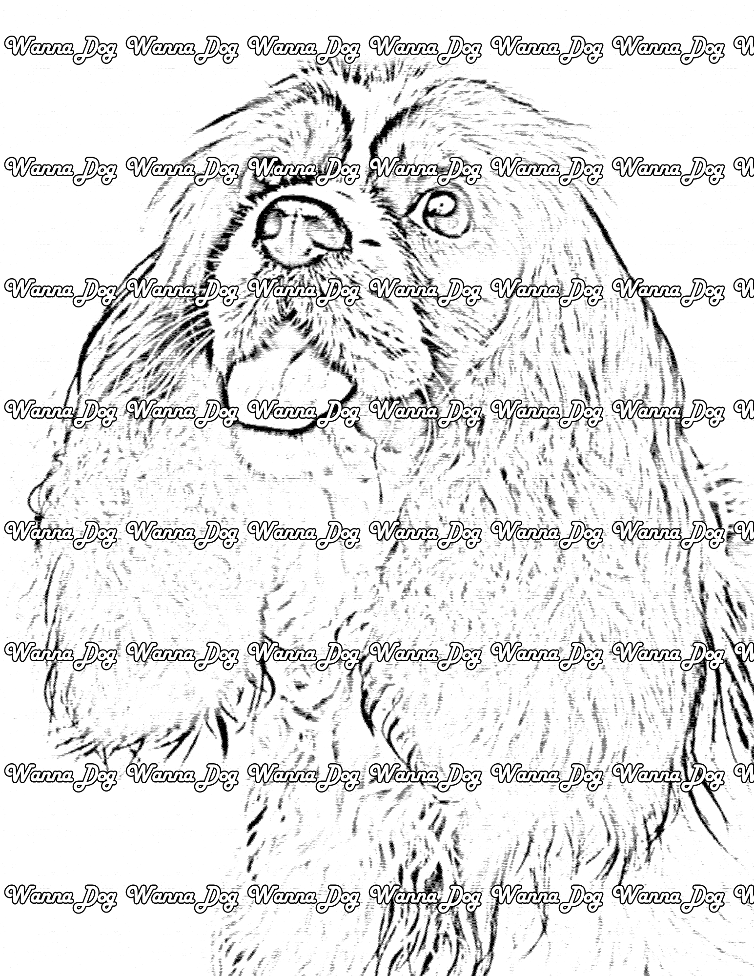 Cavalier King Charles Spaniel Coloring Page of a Cavalier King Charles Spaniel with their tongue out