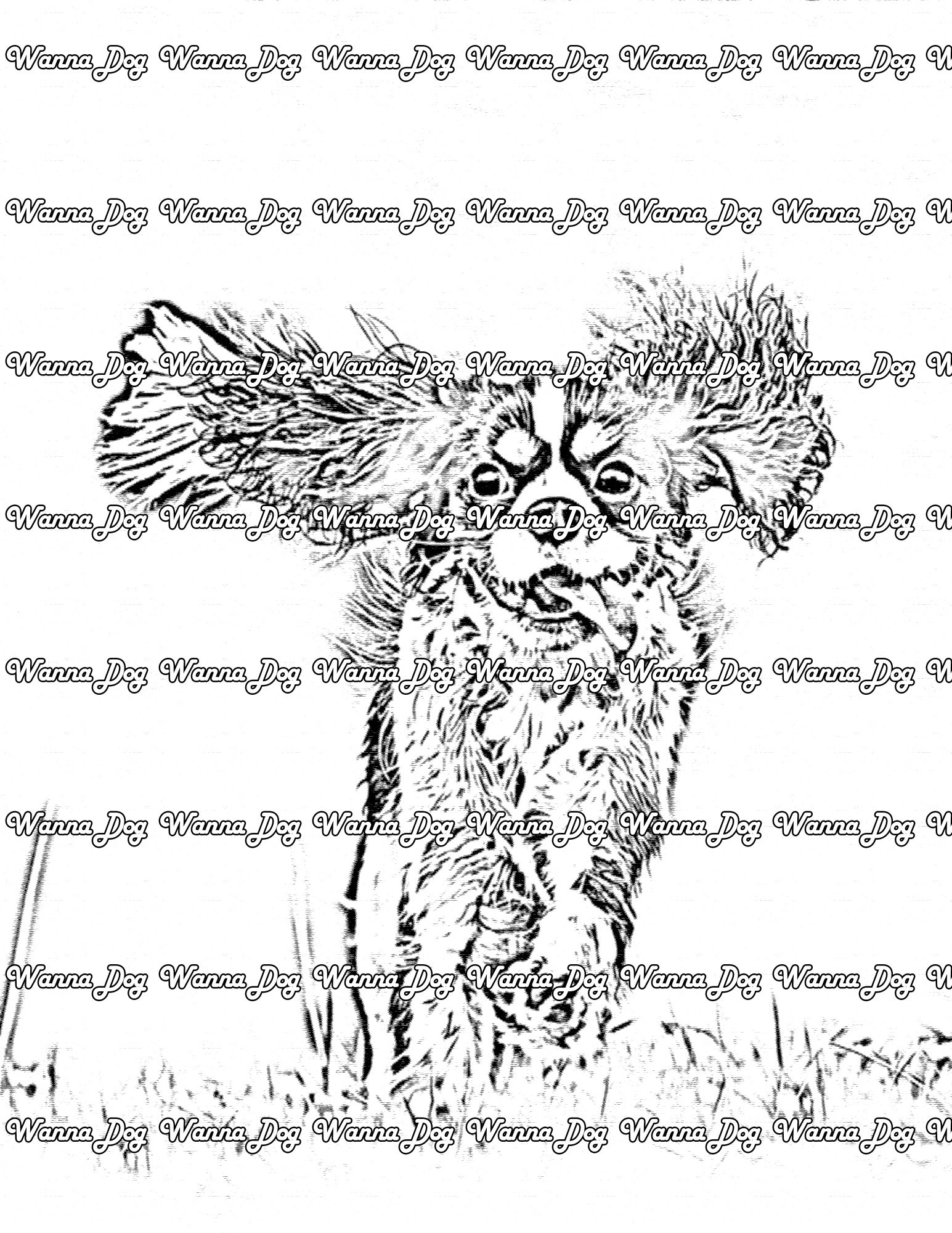 Cavalier King Charles Spaniel Coloring Page of a Cavalier King Charles Spaniel running with their ears out