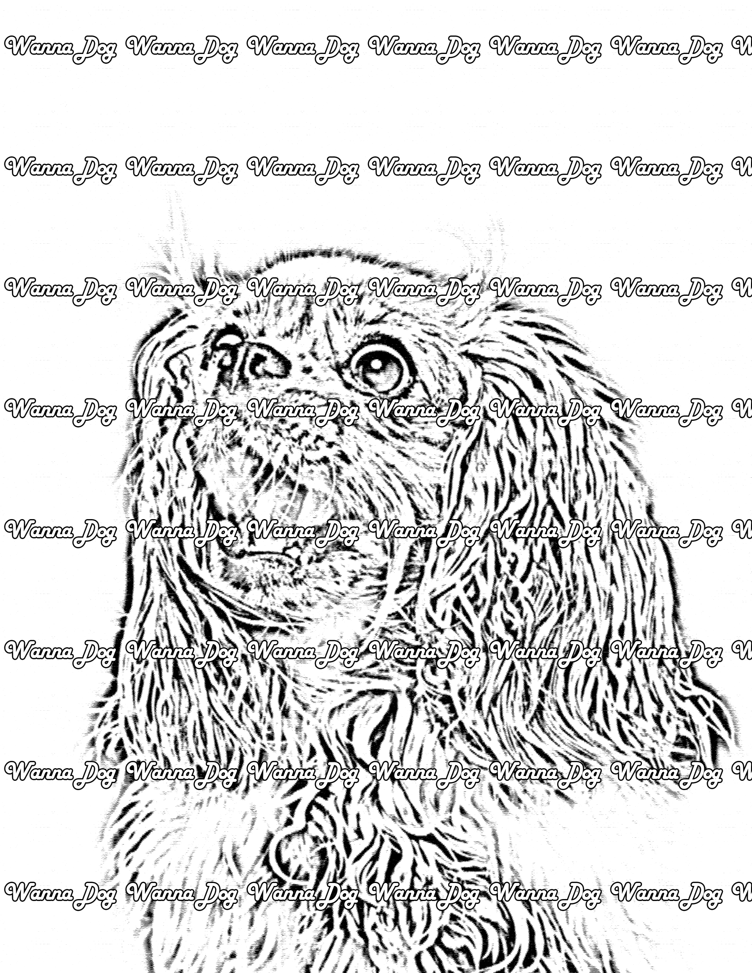Cavalier King Charles Spaniel Coloring Page of a Cavalier King Charles Spaniel with wide eyes