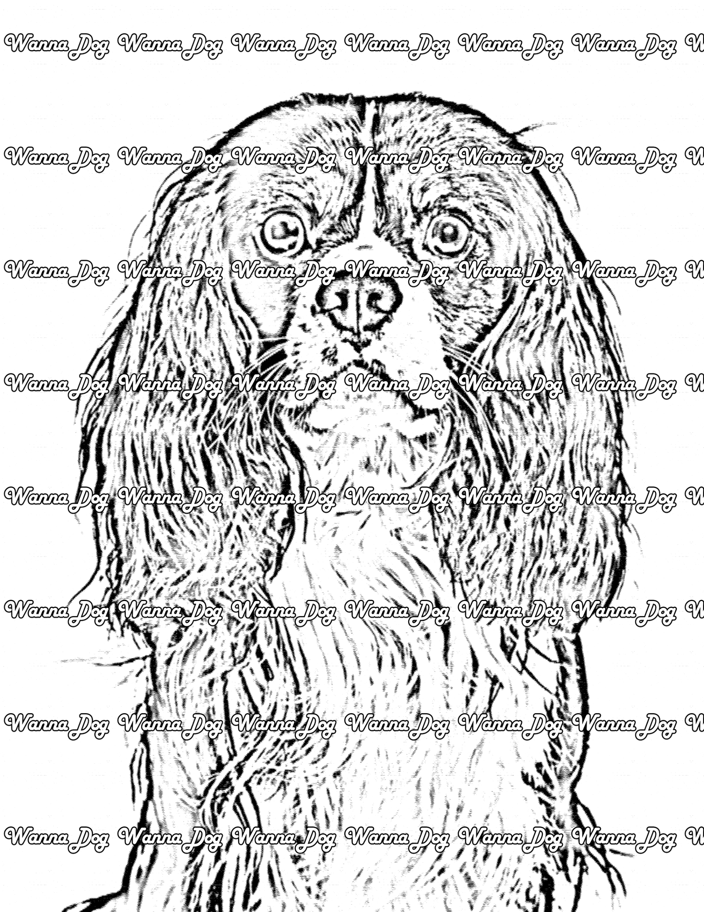 Cavalier King Charles Spaniel Coloring Page of a Cavalier King Charles Spaniel close up with wide eyes