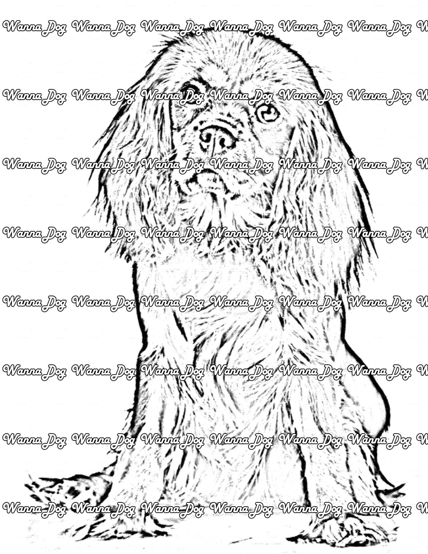 Cavalier King Charles Spaniel Coloring Page of a Cavalier King Charles Spaniel looking into camera