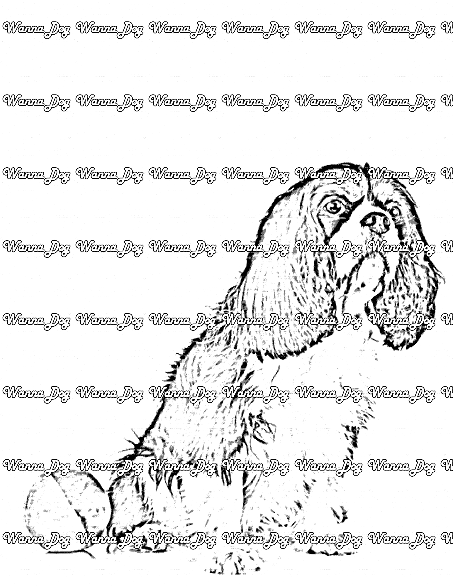 Cavalier King Charles Spaniel Coloring Page of a Cavalier King Charles Spaniel with a beach ball