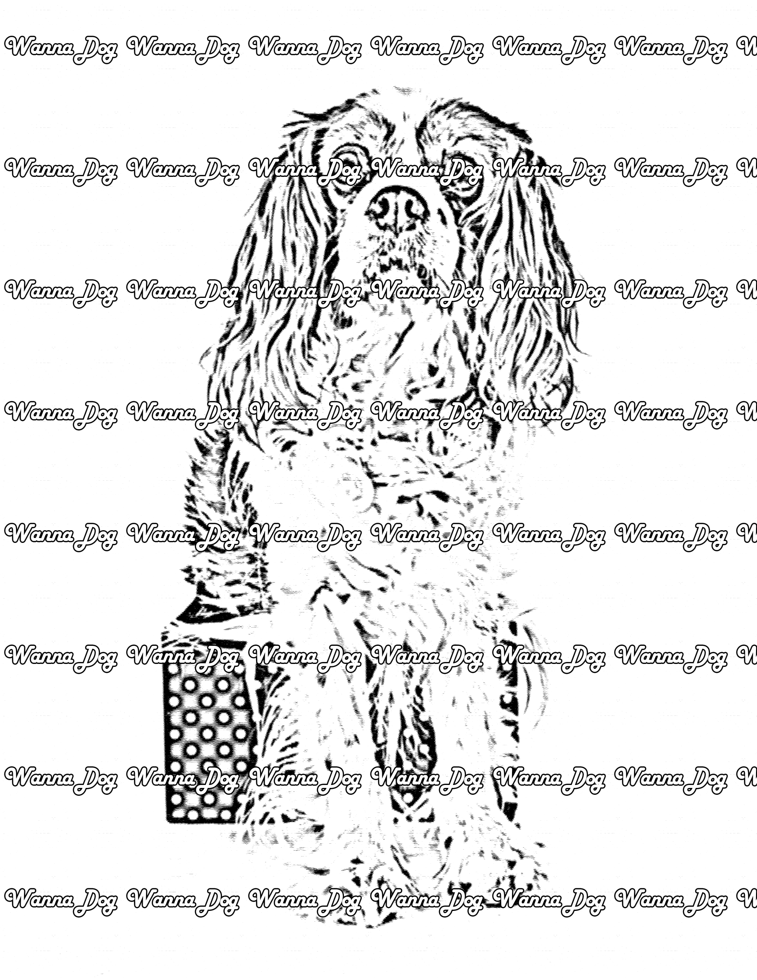 Cavalier King Charles Spaniel Coloring Page of a Cavalier King Charles Spaniel sitting in a box