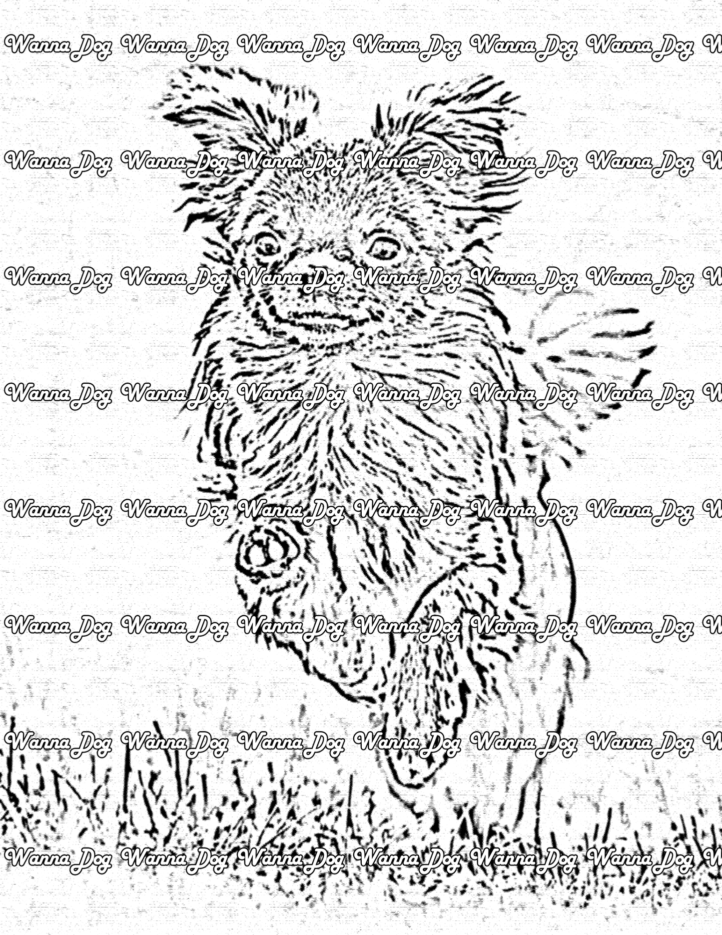 Chihuahua Coloring Page of a Chihuahua running