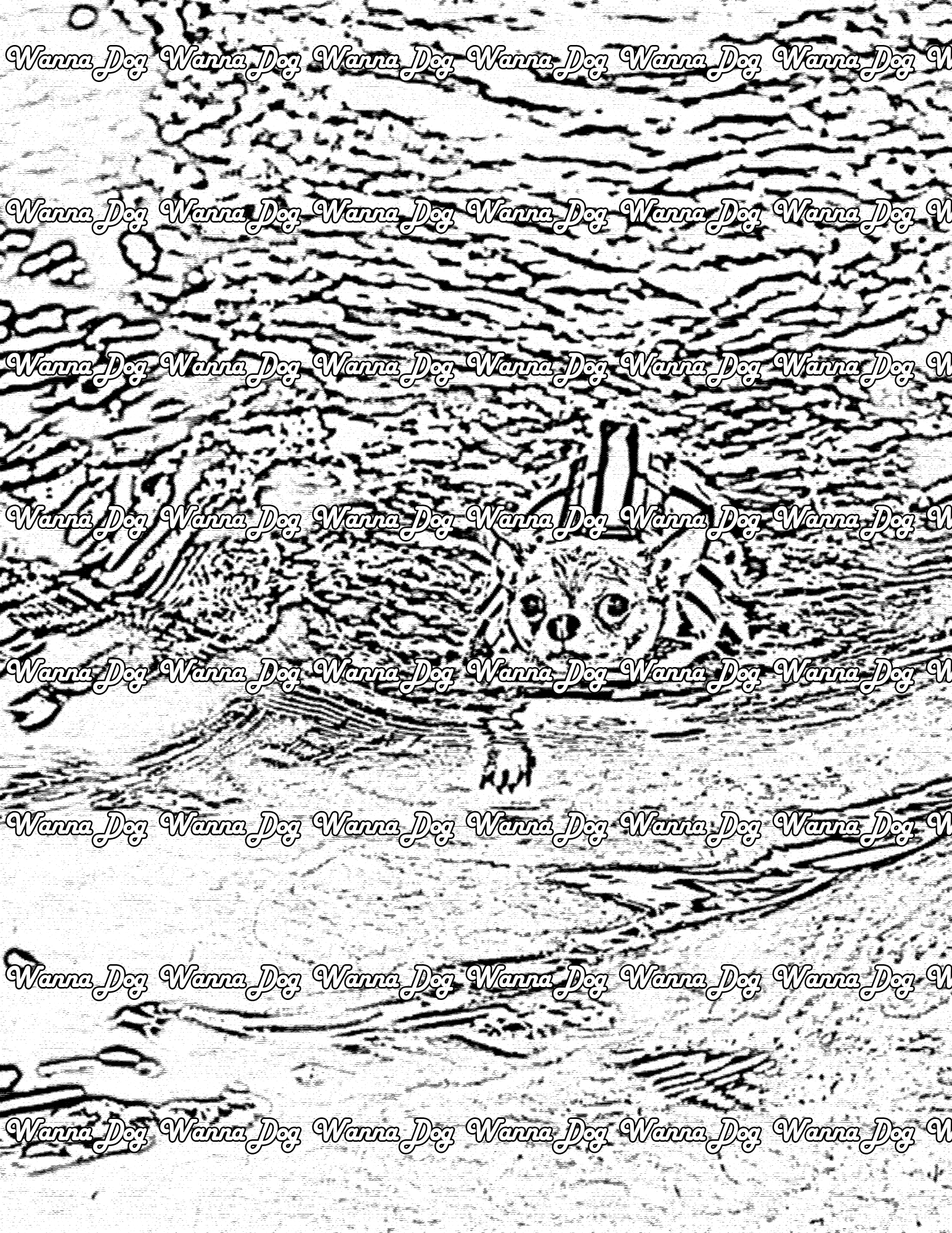 Chihuahua Coloring Page of a Chihuahua swimming in a pool