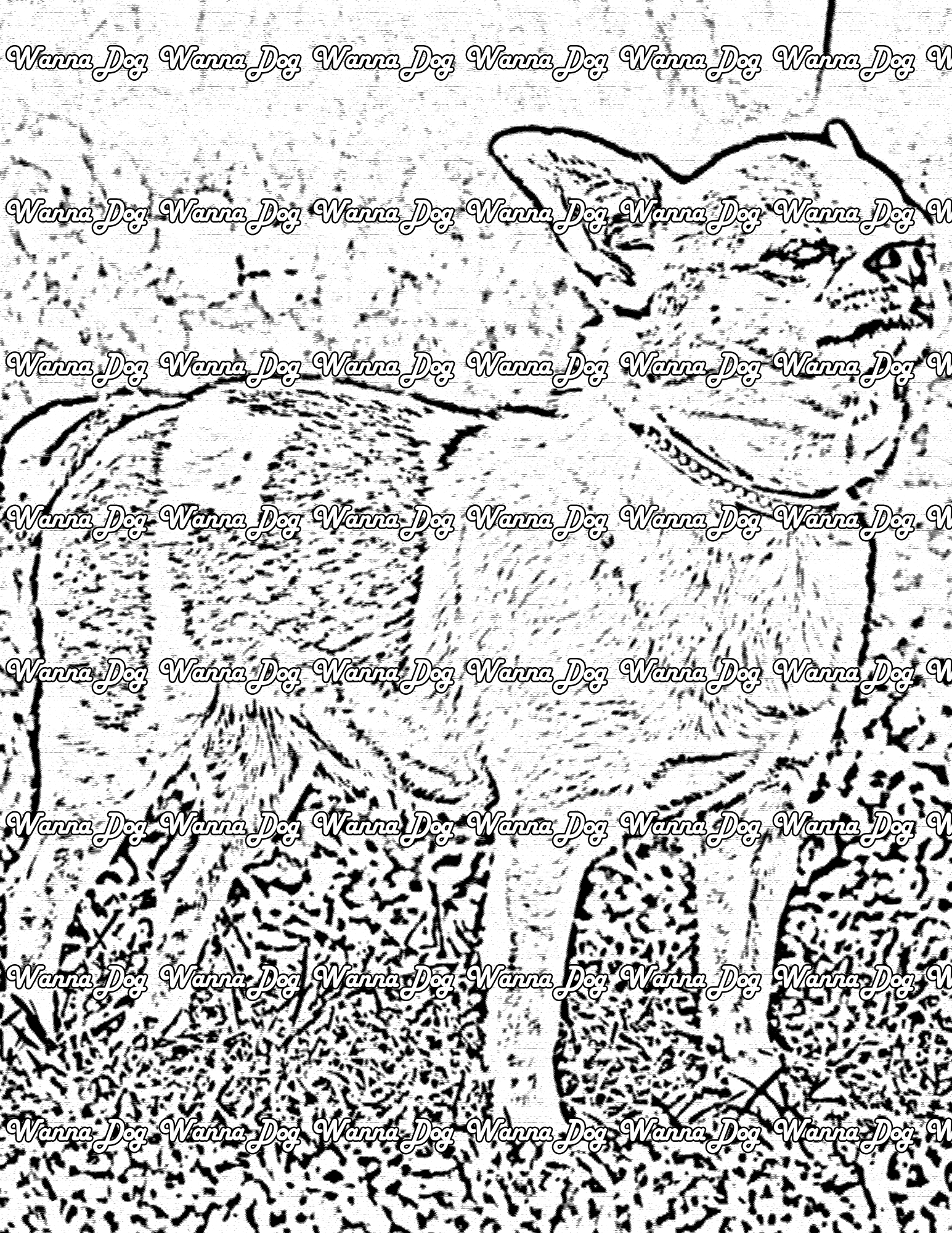 Chihuahua Coloring Page of a Chihuahua standing in grass