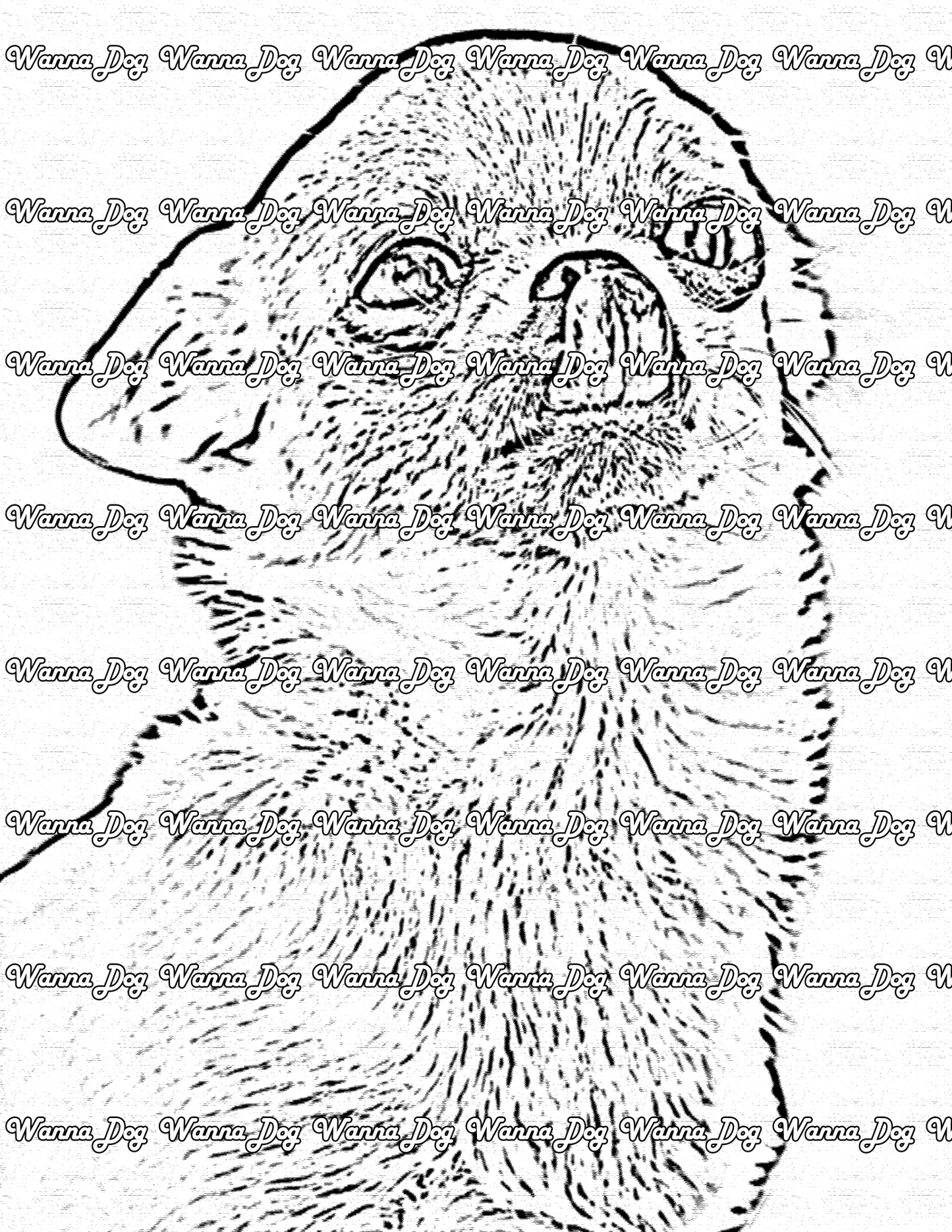 Chihuahua Coloring Page of a Chihuahua licking their nose