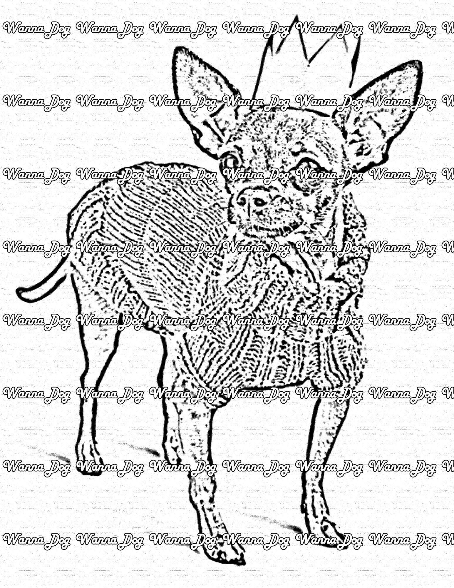 Chihuahua Coloring Page of a Chihuahua in a paper crown and a sweater