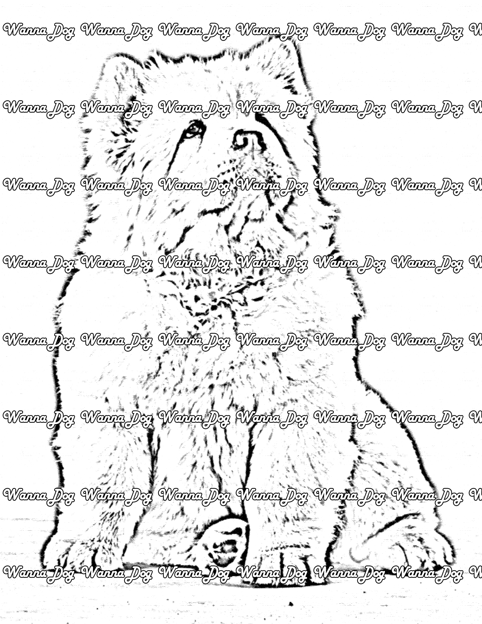 Chow Chow coloring pages of a Chow Chow sitting, posing, and looking away from the camera