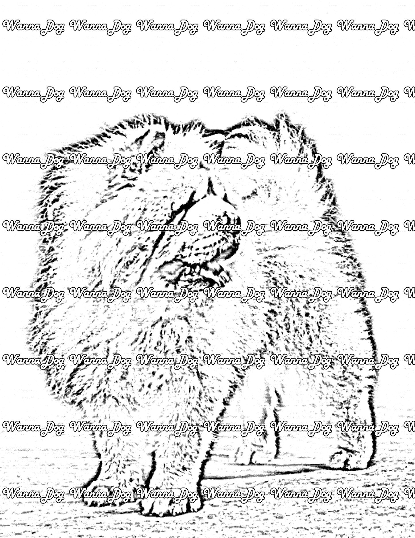 Chow Chow coloring pages of a Chow Chow looking away from the camera