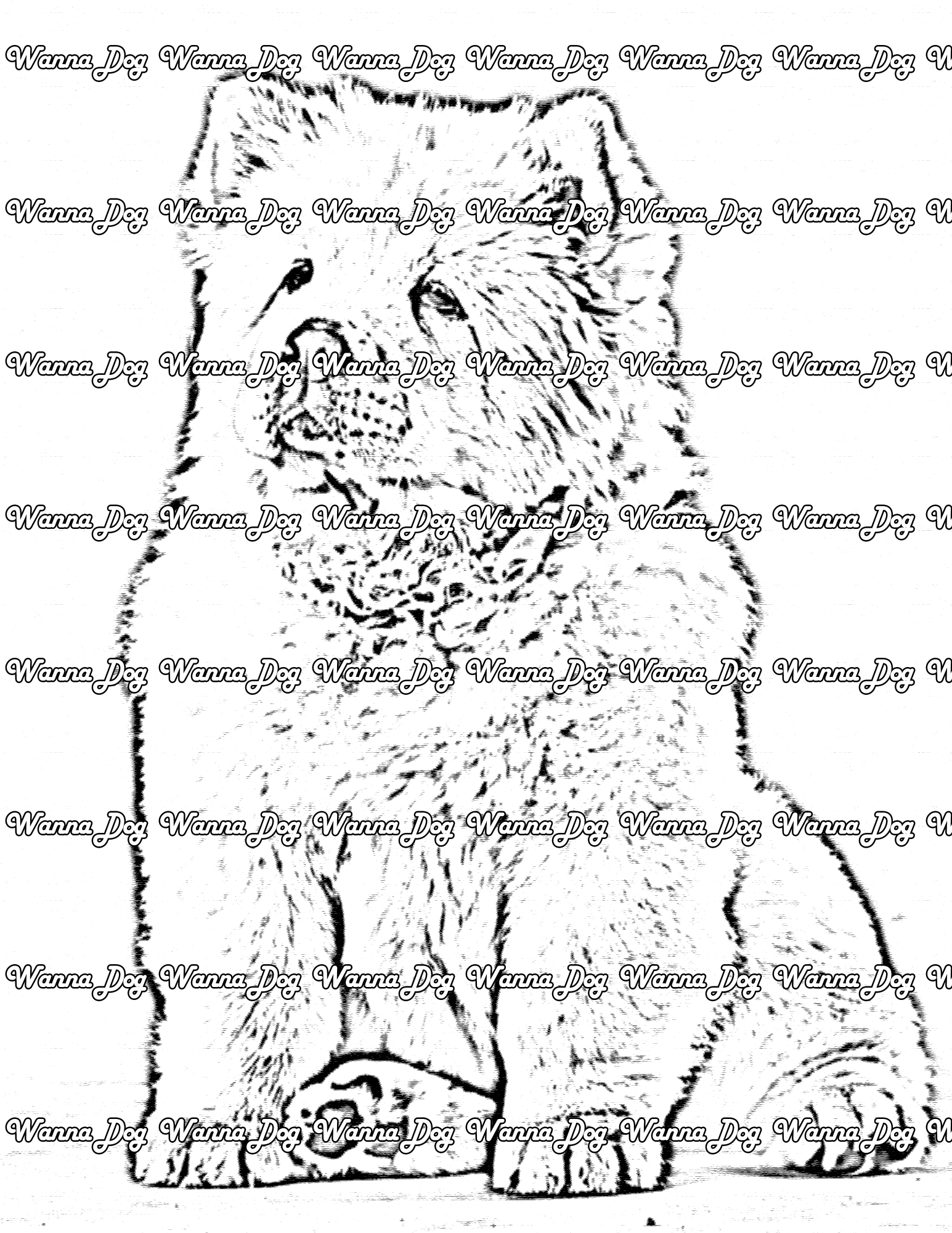 Chow Chow coloring pages of a Chow Chow sitting