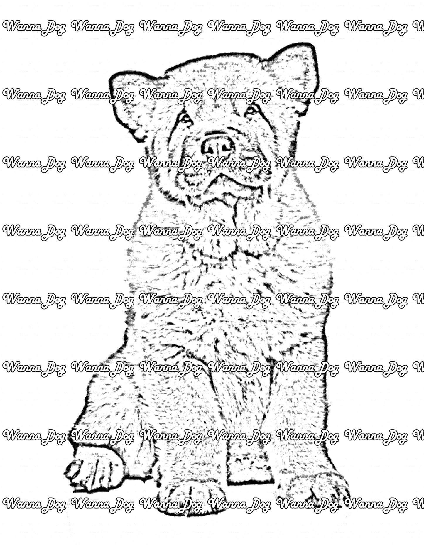 Chow Chow coloring pages of a Chow Chow with little hair