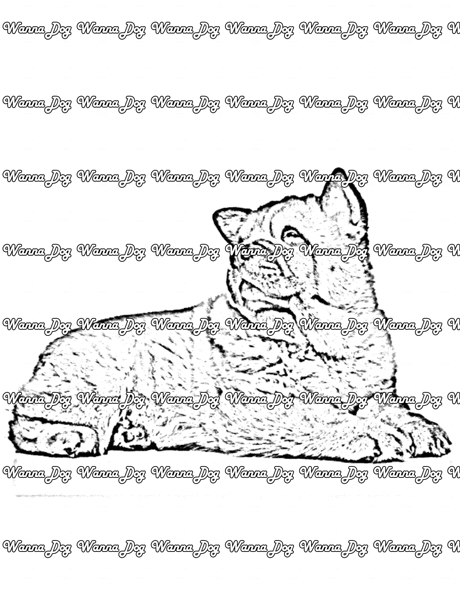 Chow Chow coloring pages of a Chow Chow laying down
