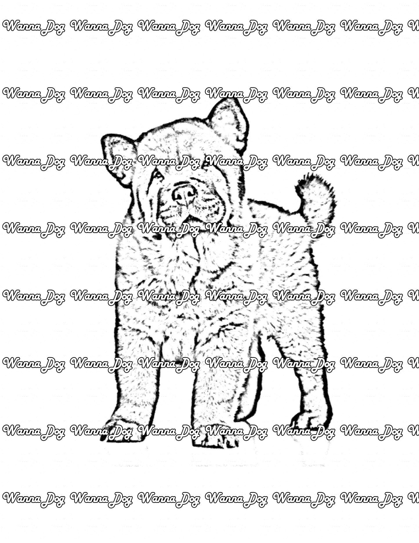 Chow Chow coloring pages of a Chow Chow with little fur and standing