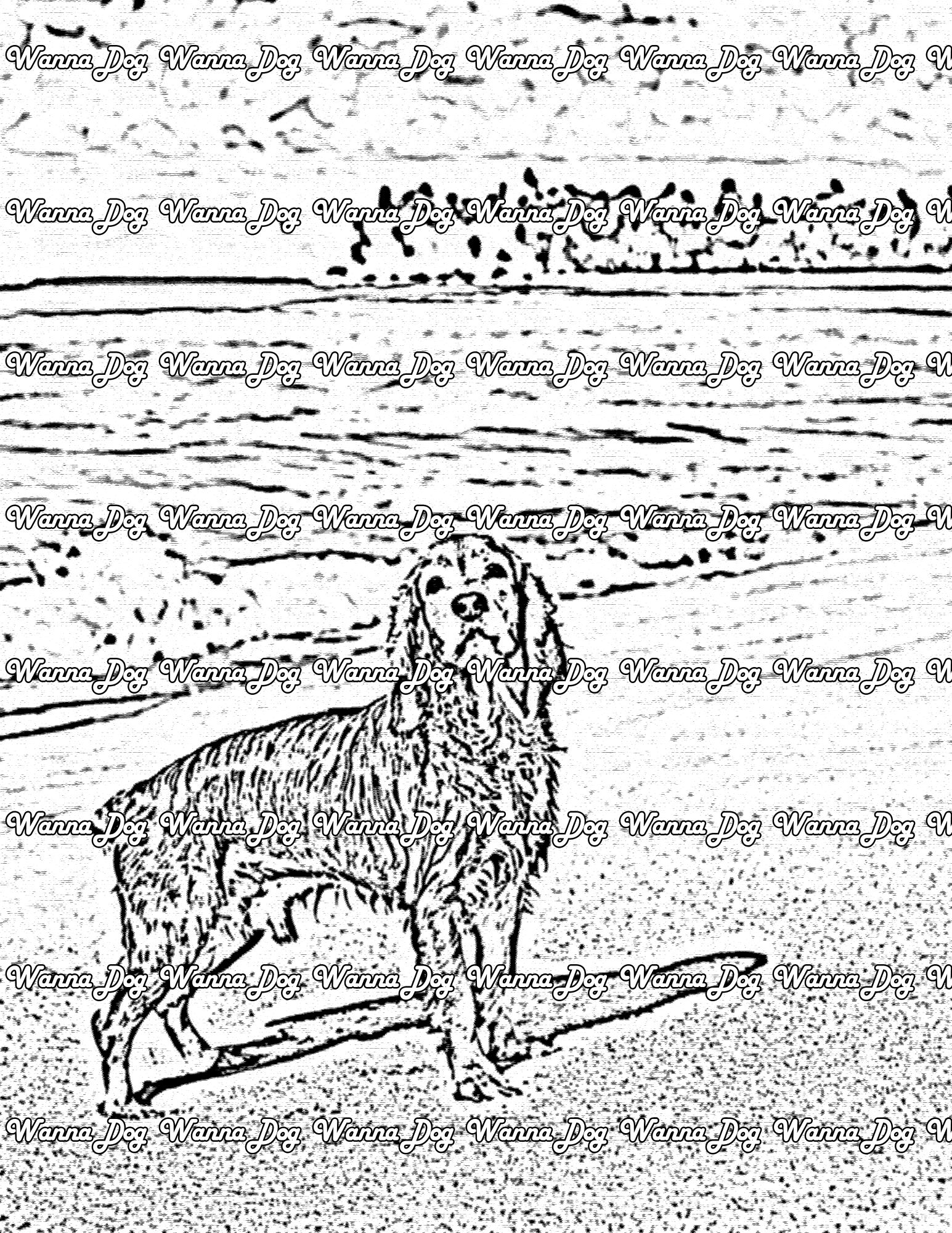 Cocker Spaniel Coloring Pages of a Cocker Spaniel near the water at the beach