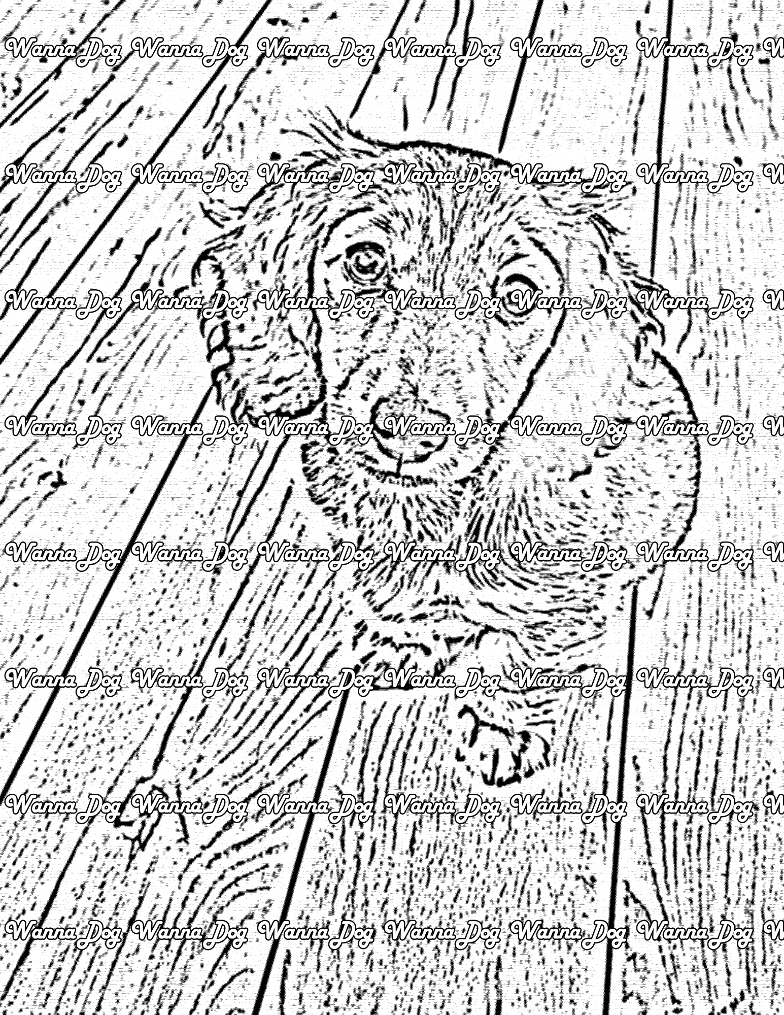 Dachshund Coloring Page of a Dachshund looking up