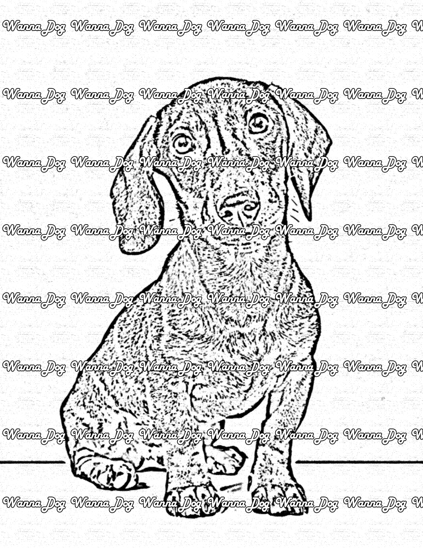 Dachshund Coloring Page of a Dachshund posing
