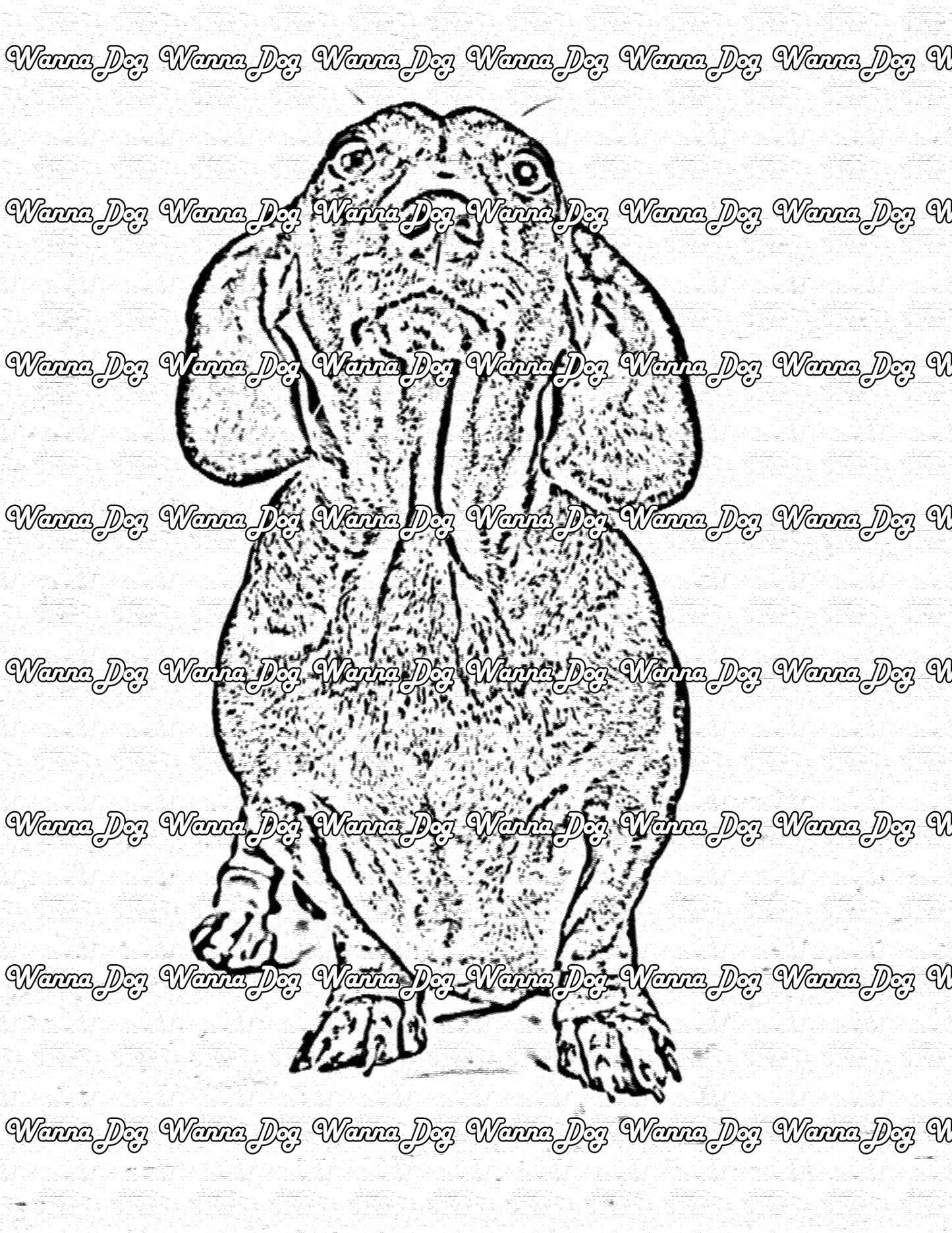 Dachshund Coloring Page of a Dachshund looking up