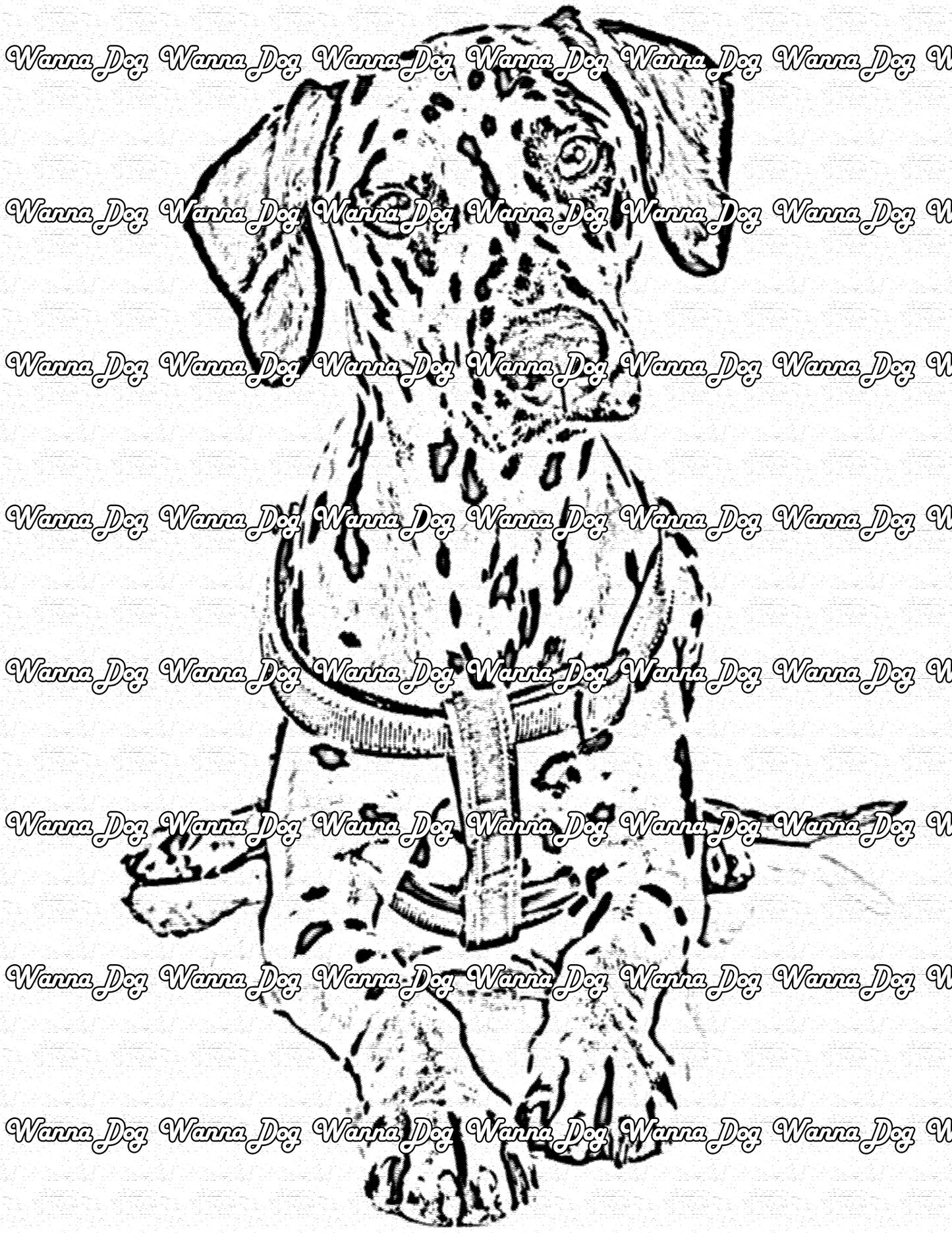 Dalmatian Coloring Page of a Dalmatian sitting staring into the camera with their head tilted