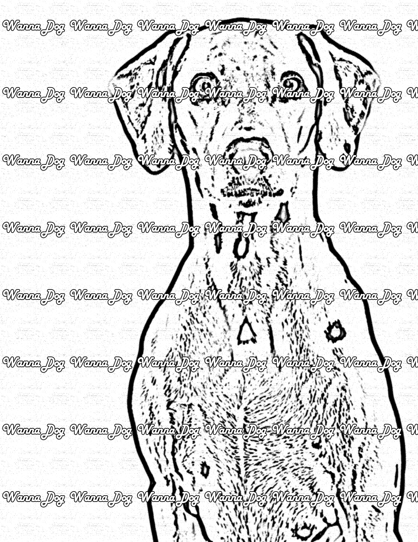 Dalmatian Coloring Page of a Dalmatian looking into the camera