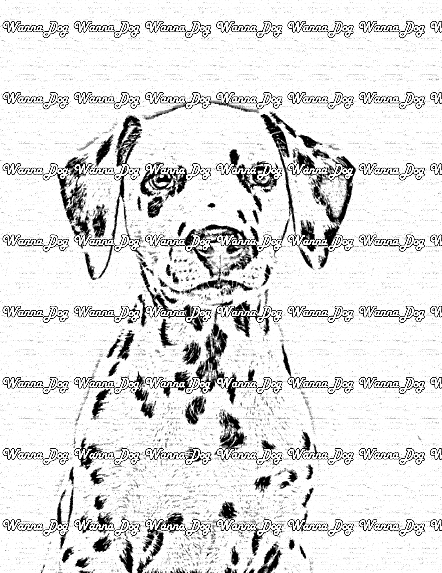 Dalmatian Puppy Coloring Page of a Dalmatian Puppy portrait