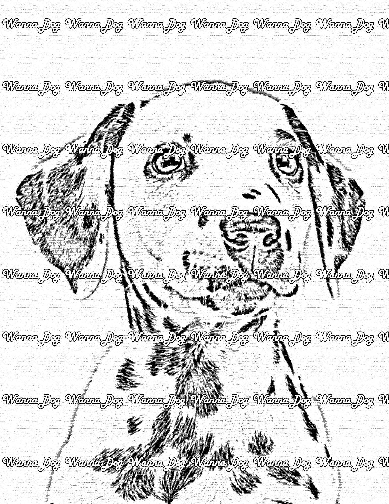 Dalmatian Puppy Coloring Page of a Dalmatian Puppy close up