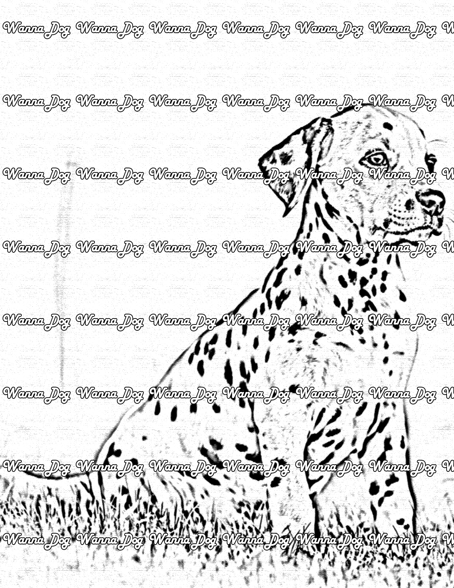 Dalmatian Puppy Coloring Page of a Dalmatian Puppy posing in the grass