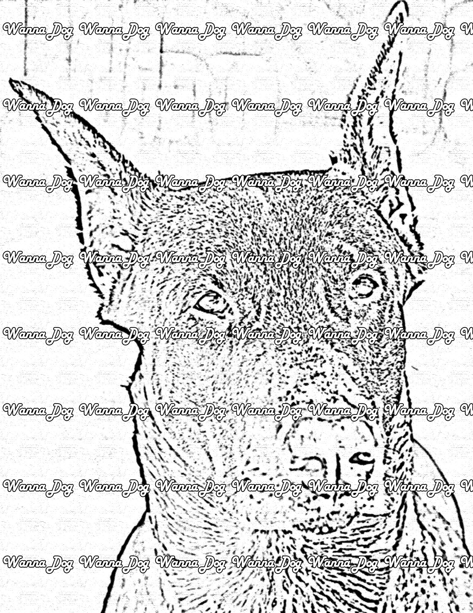 Doberman Coloring Page of a Doberman looking away from the camera