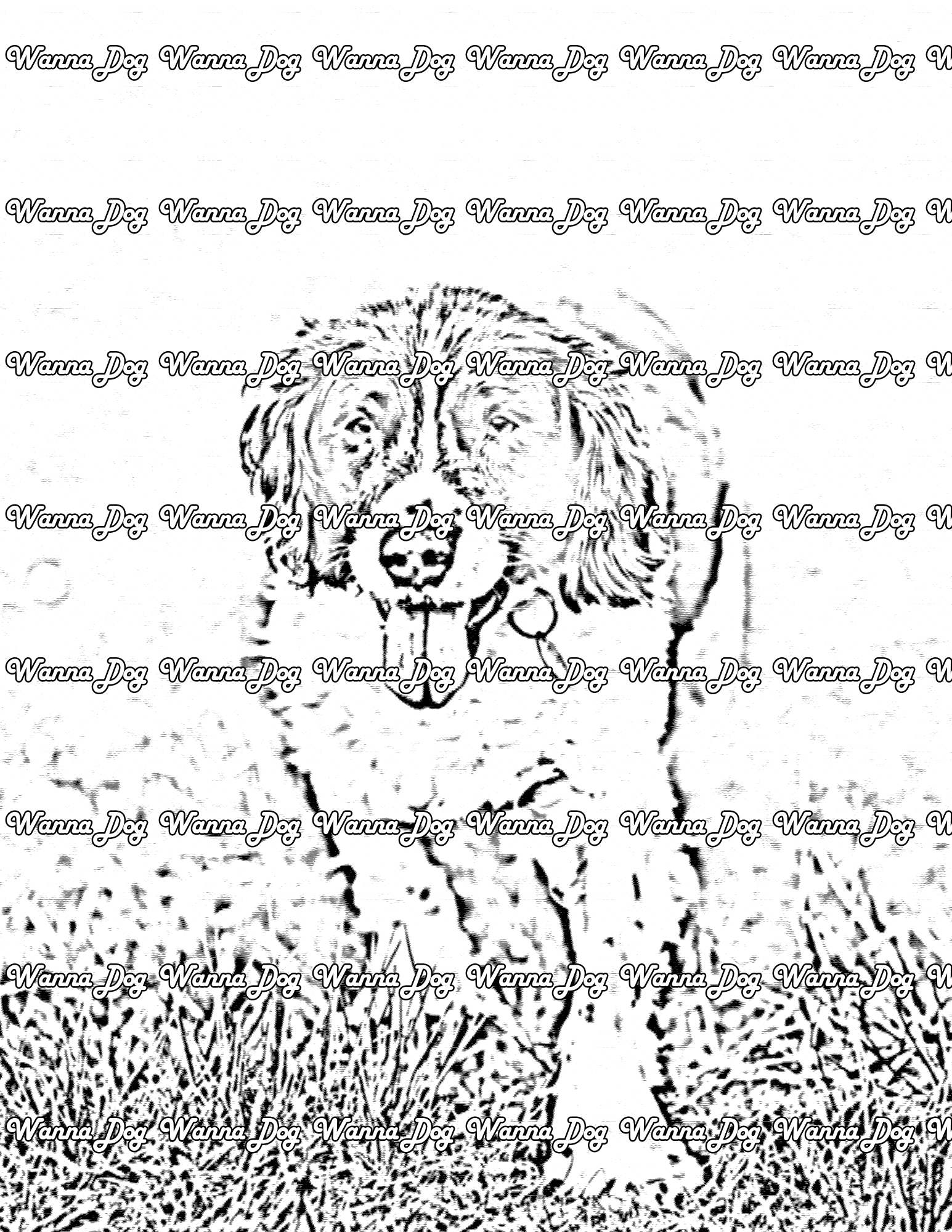 English Springer Spaniel Coloring Page of a English Springer Spaniel walking with their tongue out
