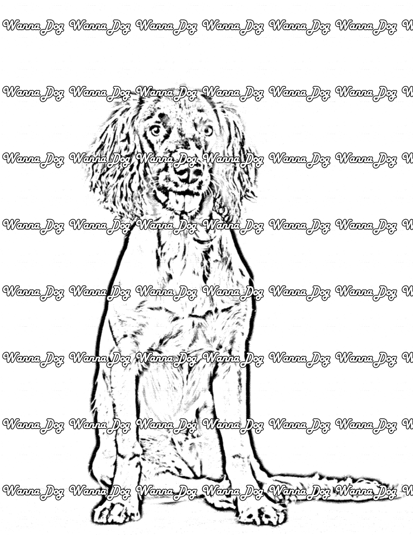 English Springer Spaniel Coloring Page of a English Springer Spaniel sitting, posing, with their tongue out