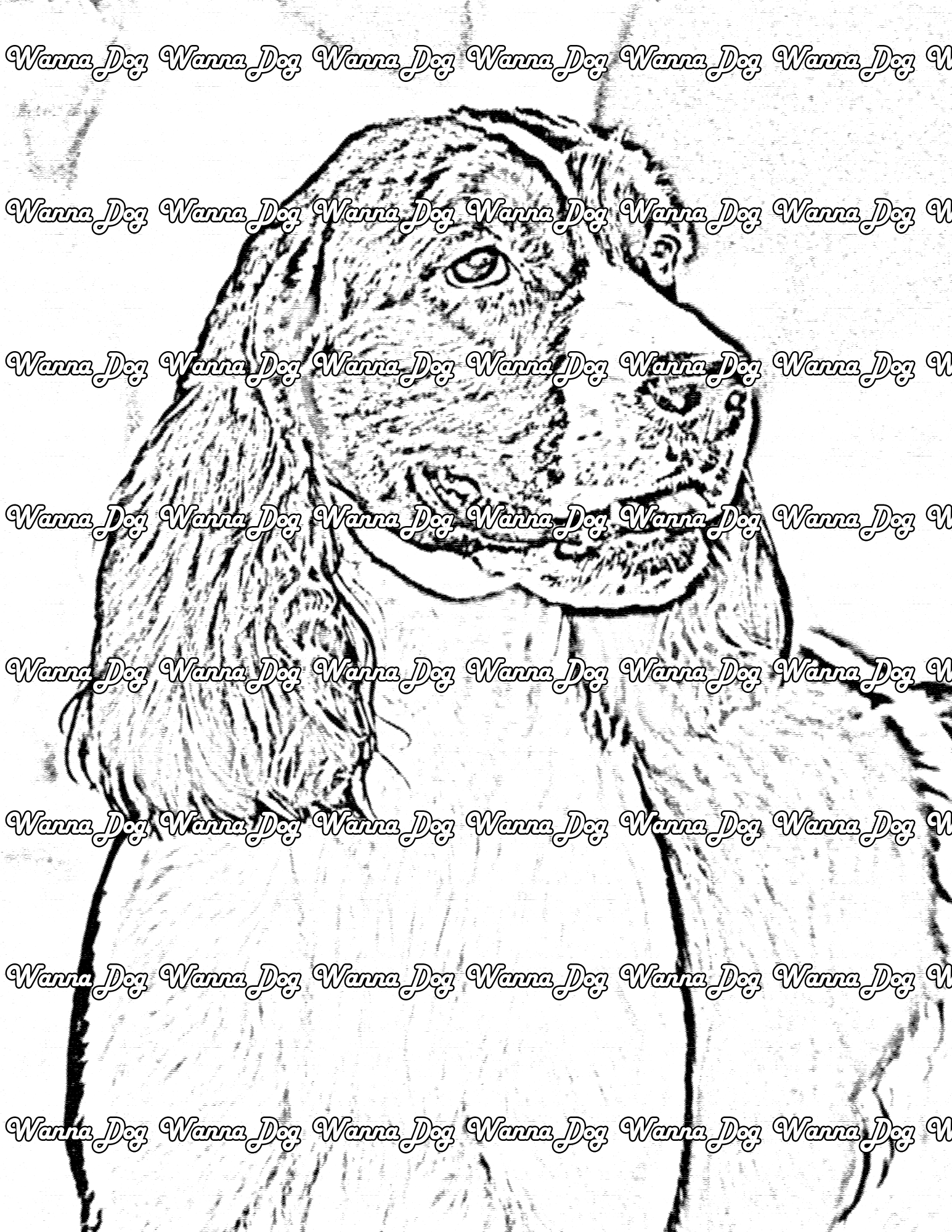 English Springer Spaniel Coloring Page of a English Springer Spaniel close up, standing, and looking away from the camera