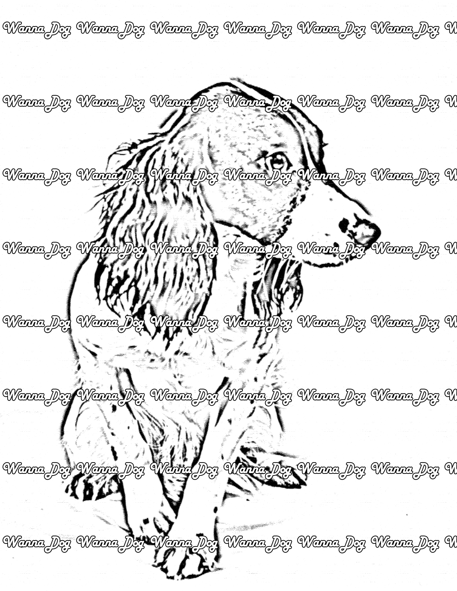 English Springer Spaniel Coloring Page of a English Springer Spaniel posing, sitting, and looking away from the camera