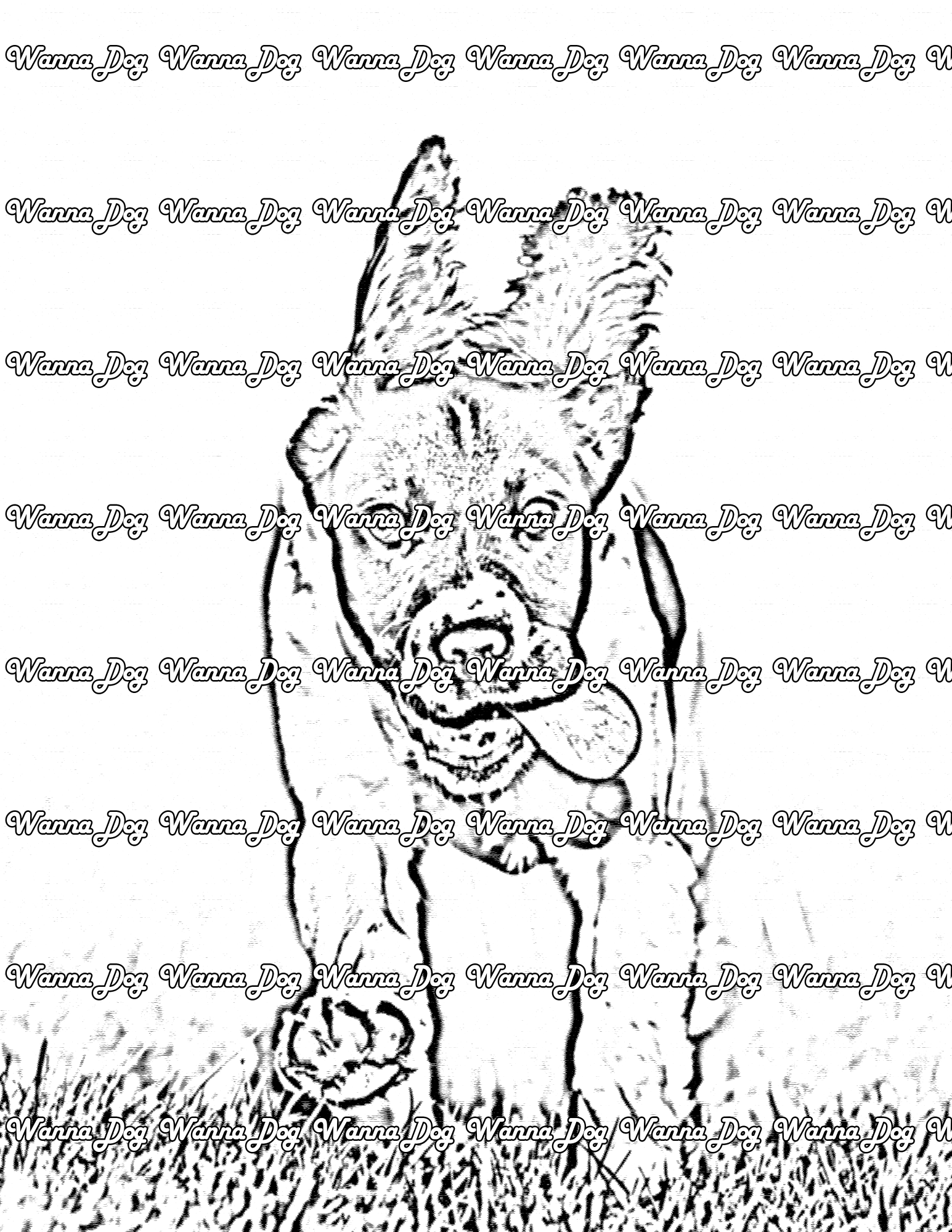 English Springer Spaniel Coloring Page of a English Springer Spaniel running in grass with their ears flopping around
