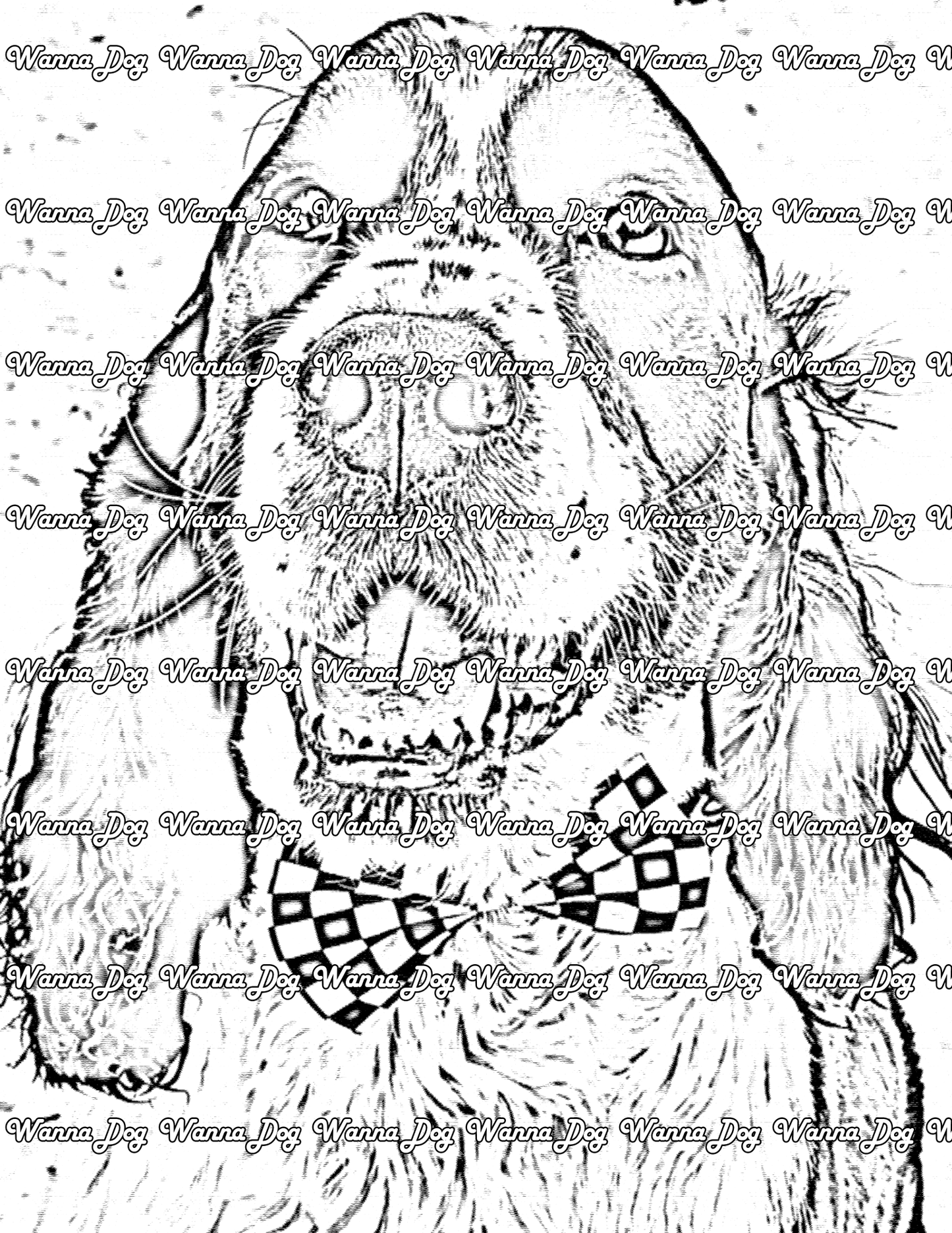 English Springer Spaniel Coloring Page of a English Springer Spaniel close up and wearing a bowtie