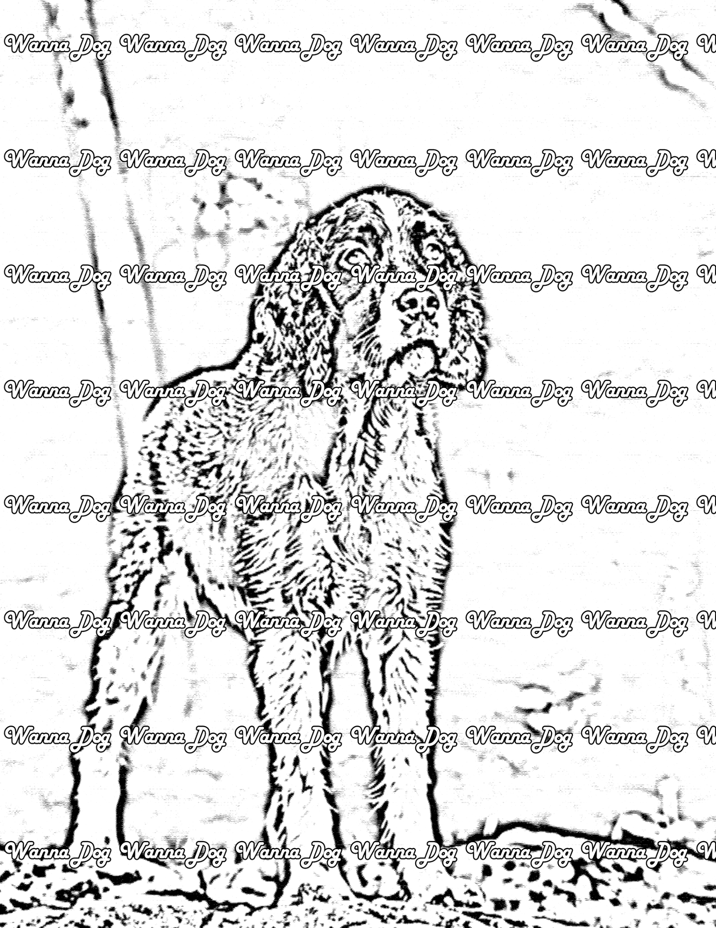 English Springer Spaniel Coloring Page of a English Springer Spaniel standing