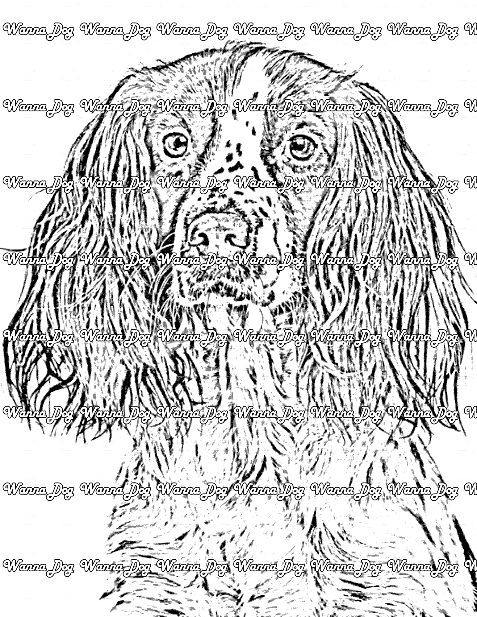English Springer Spaniel Coloring Page of a English Springer Spaniel with long hair