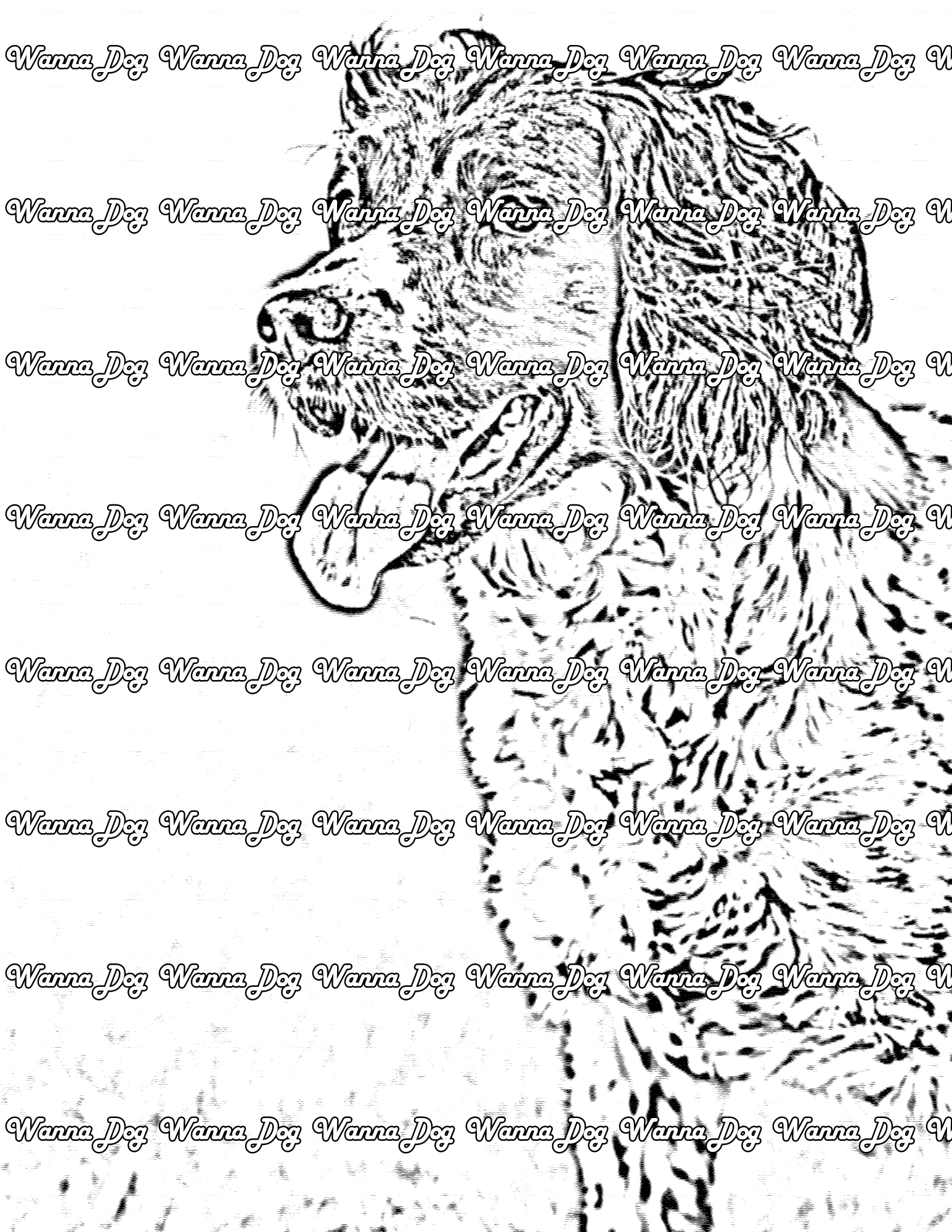 English Springer Spaniel Coloring Page of a English Springer Spaniel with their tongue out