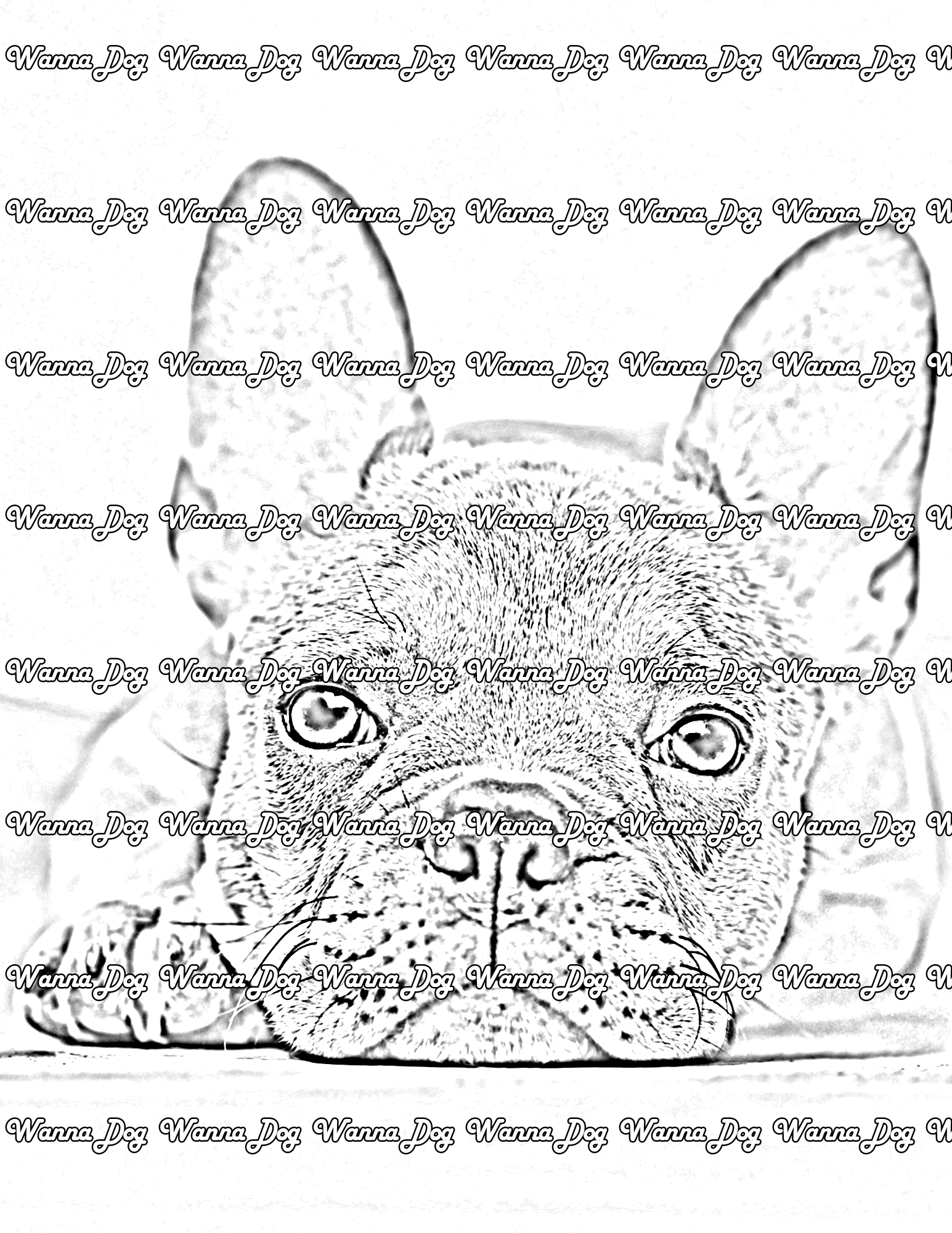 French Bulldog Puppy Coloring Page of a French Bulldog Puppy laying down
