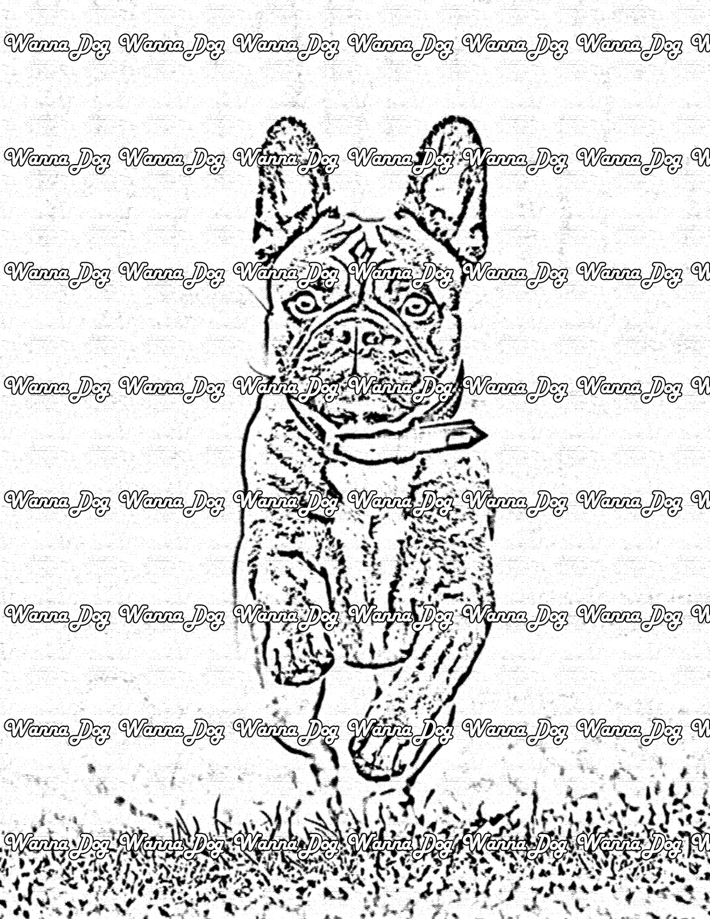French Bulldog Coloring Page of a French Bulldog running in grass