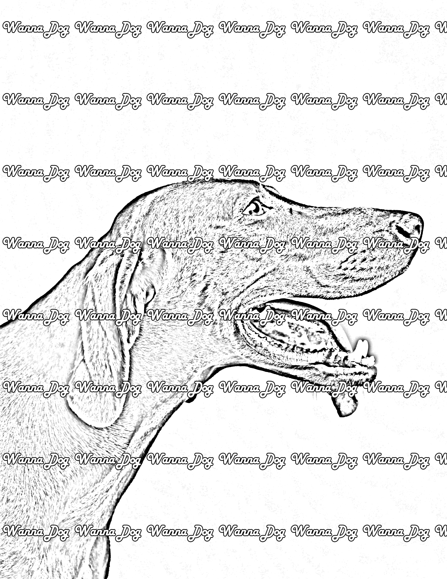 German Shorthaired Pointer Coloring Pages of a German Shorthaired Pointer looking to the right
