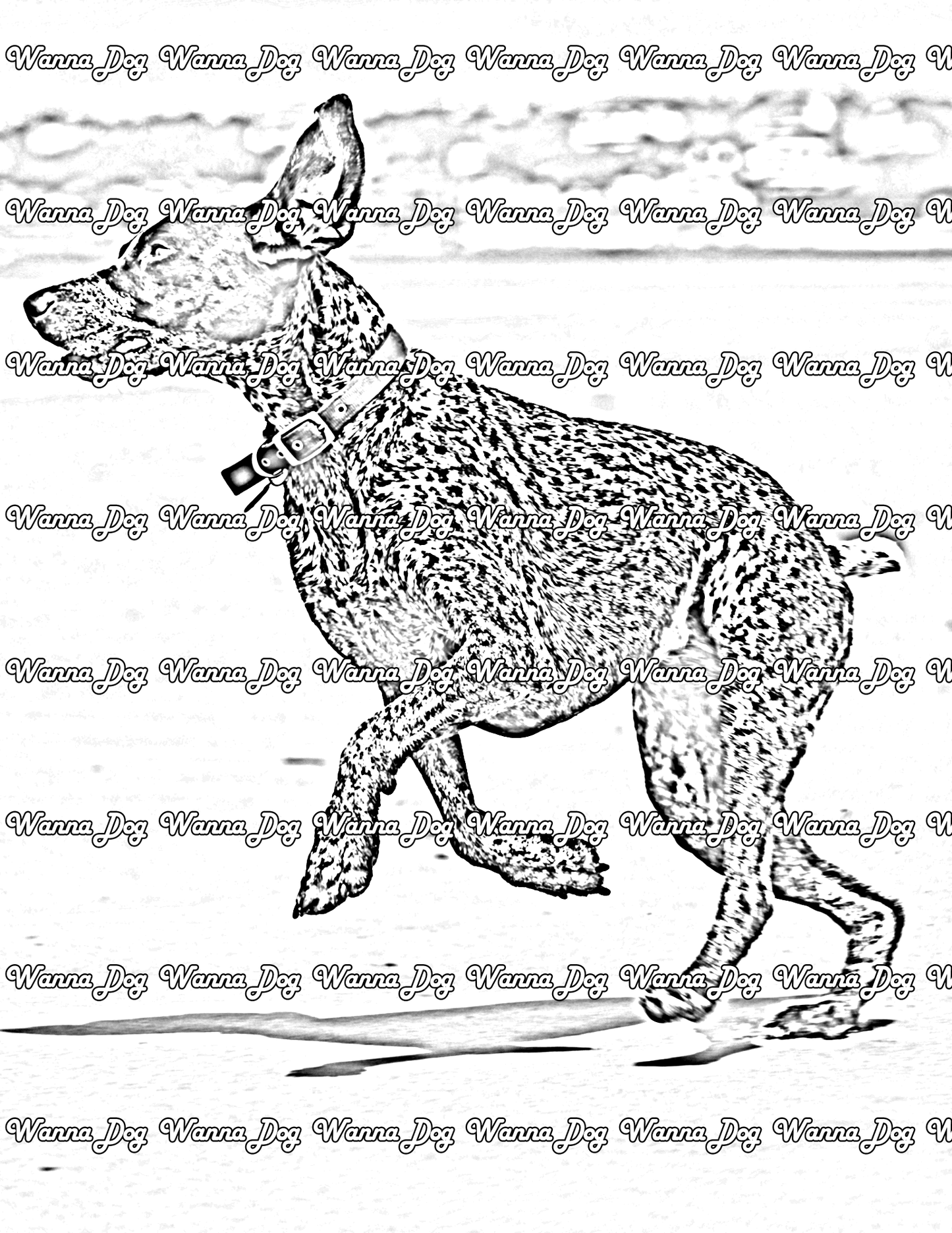 German Shorthaired Pointer Coloring Pages of a German Shorthaired Pointer running on the beach