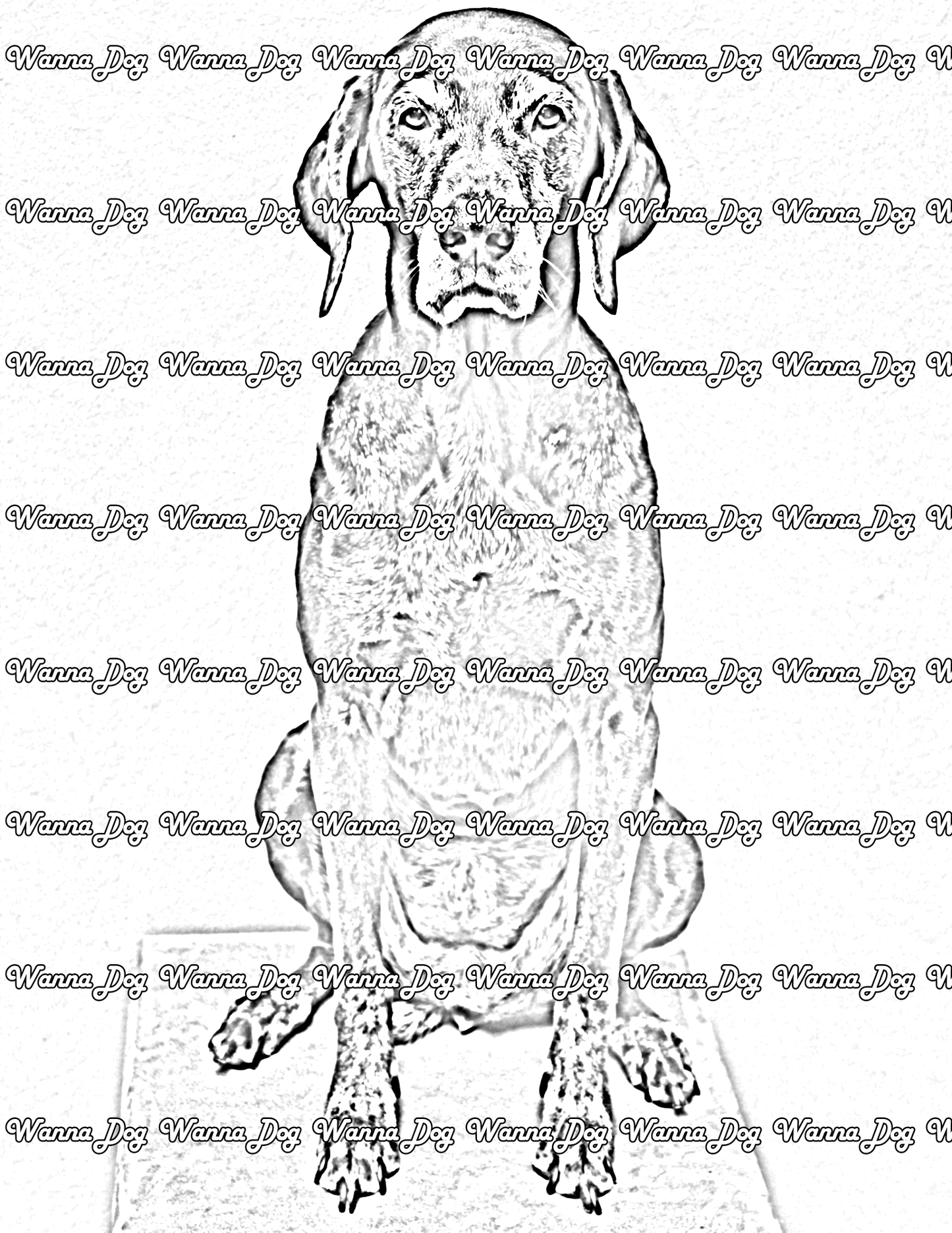 German Shorthaired Pointer Coloring Pages of a German Shorthaired Pointer posing and sitting